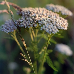 Common Yarrow in flower
